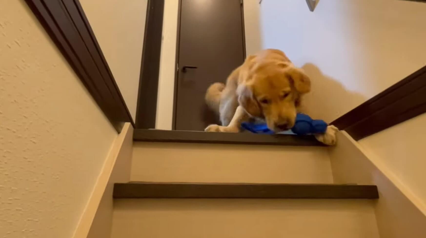 ゴールデンレトリーバー,動画