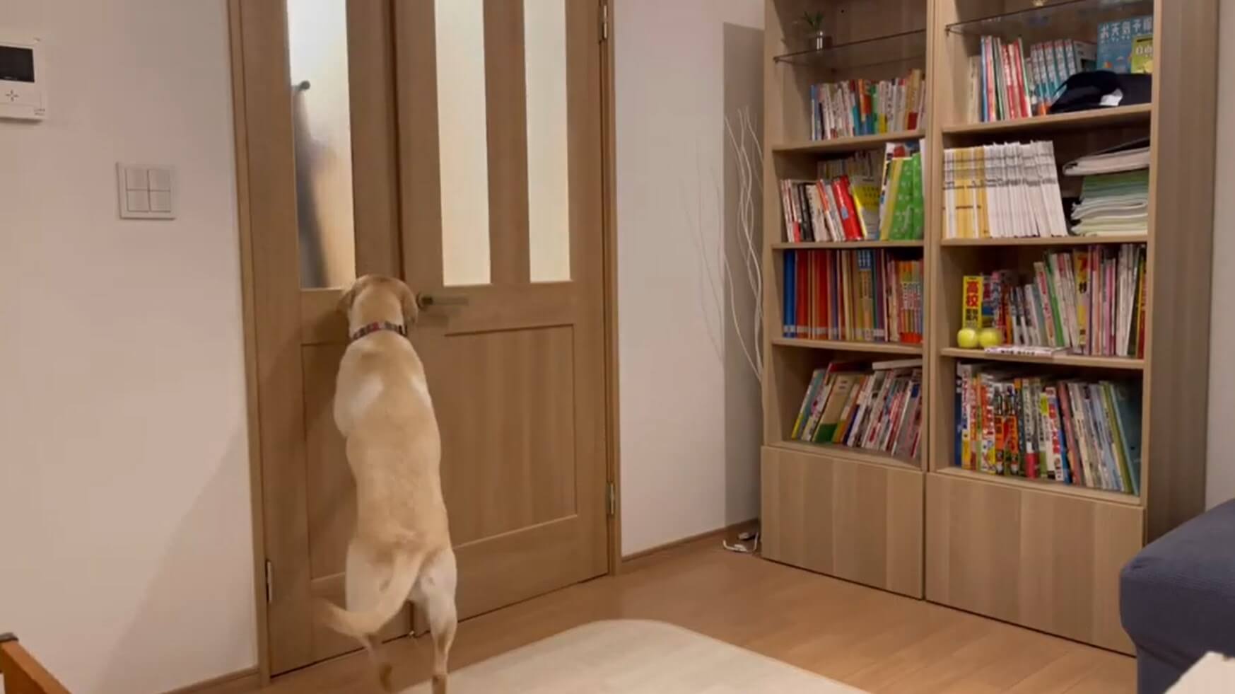 ラブラドールレトリーバー,動画