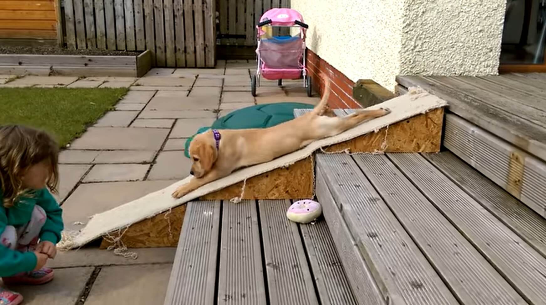 ラブラドールレトリーバー,動画