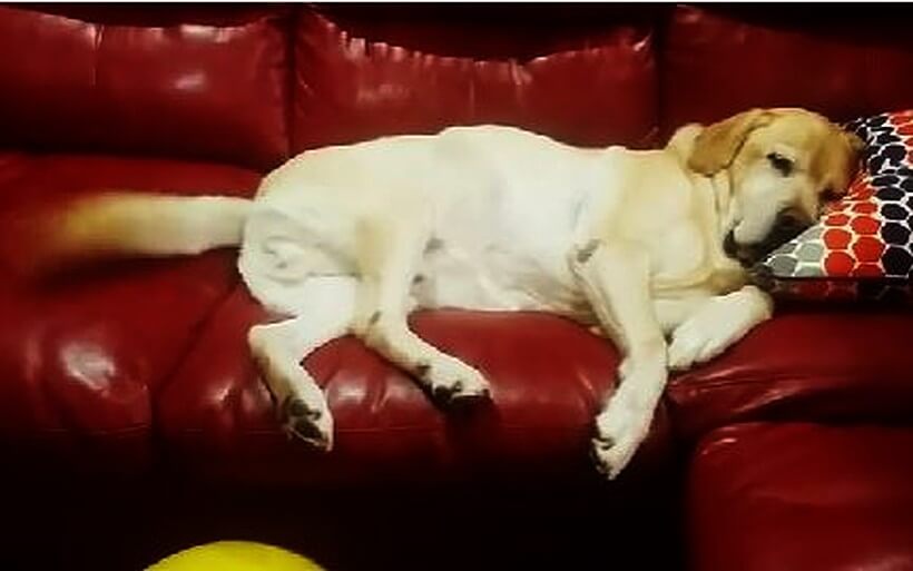 ラブラドールレトリーバー,動画