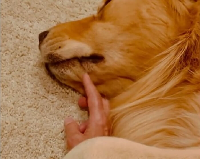 ゴールデンレトリーバー,動画