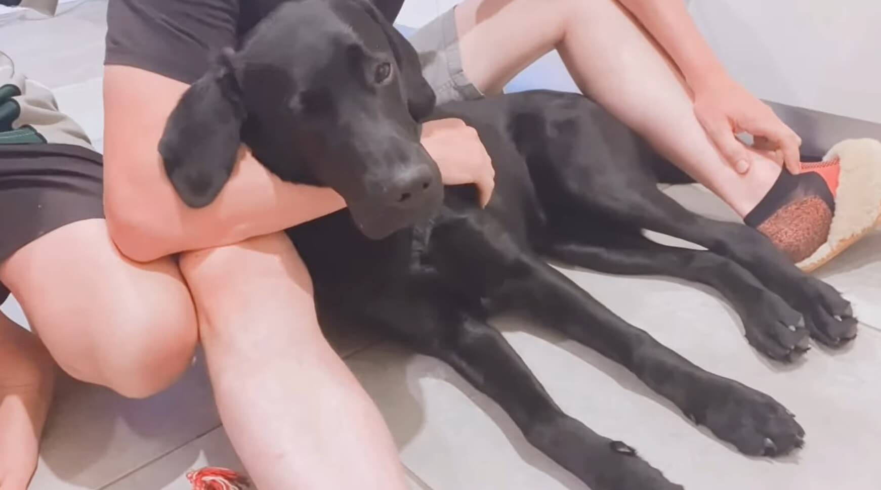 ラブラドールレトリーバー,動画