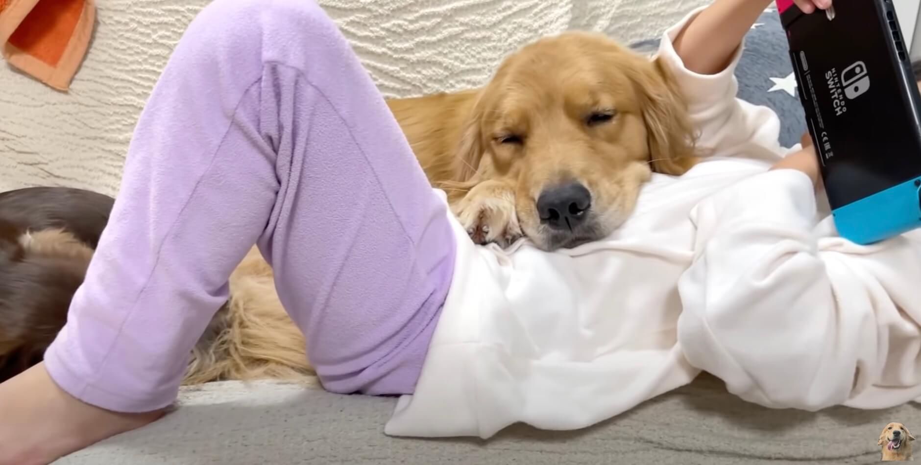 ゴールデンレトリーバー,動画