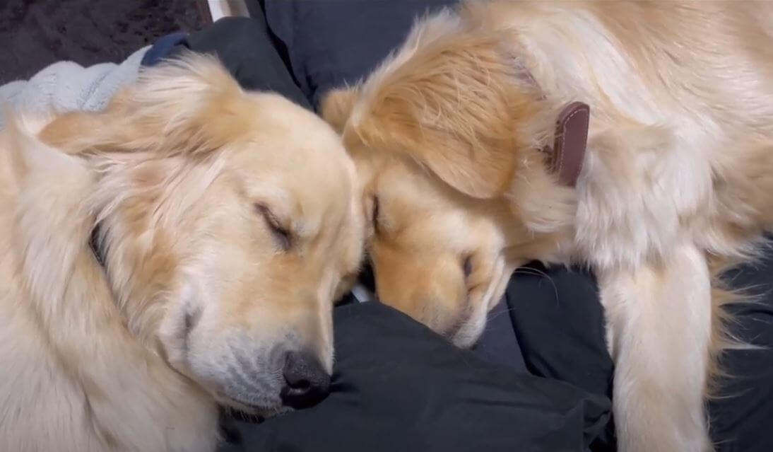 ゴールデンレトリーバー,動画