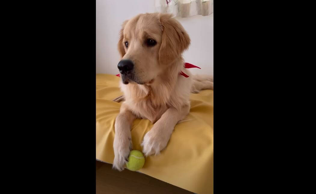 ゴールデンレトリーバー,動画