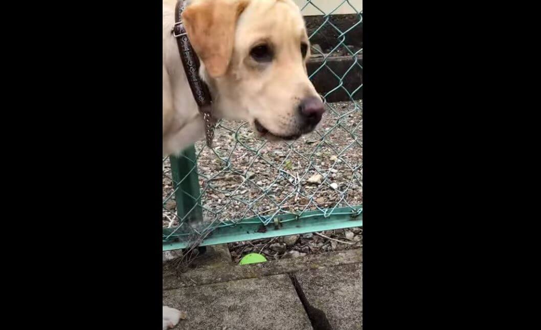 ラブラドールレトリーバー,動画