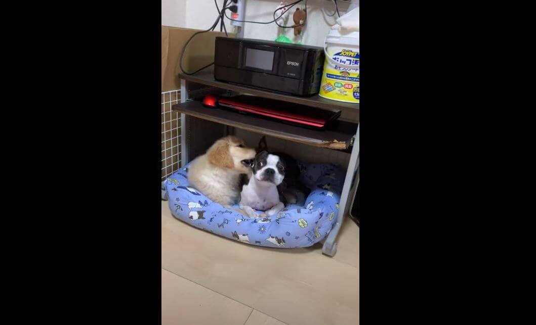 ゴールデンレトリーバー,動画