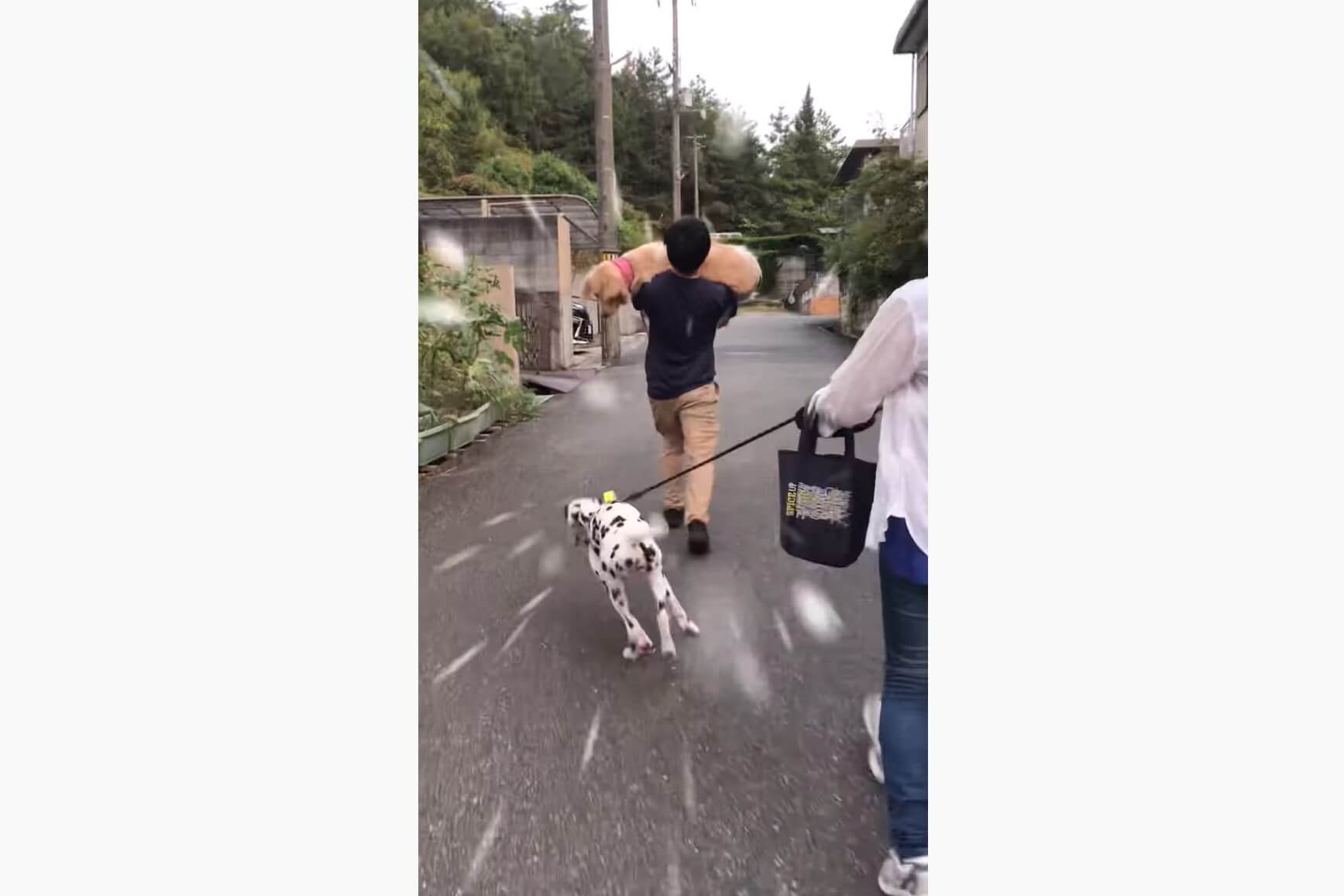 ゴールデンレトリーバー,動画