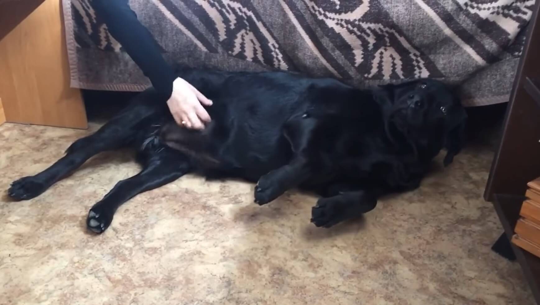 ラブラドールレトリーバー,動画