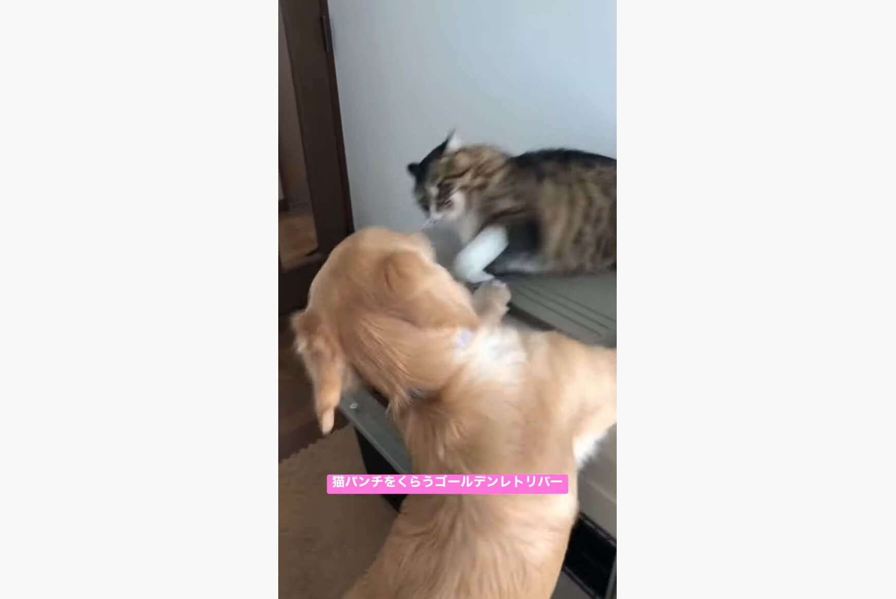 ゴールデンレトリーバー,動画