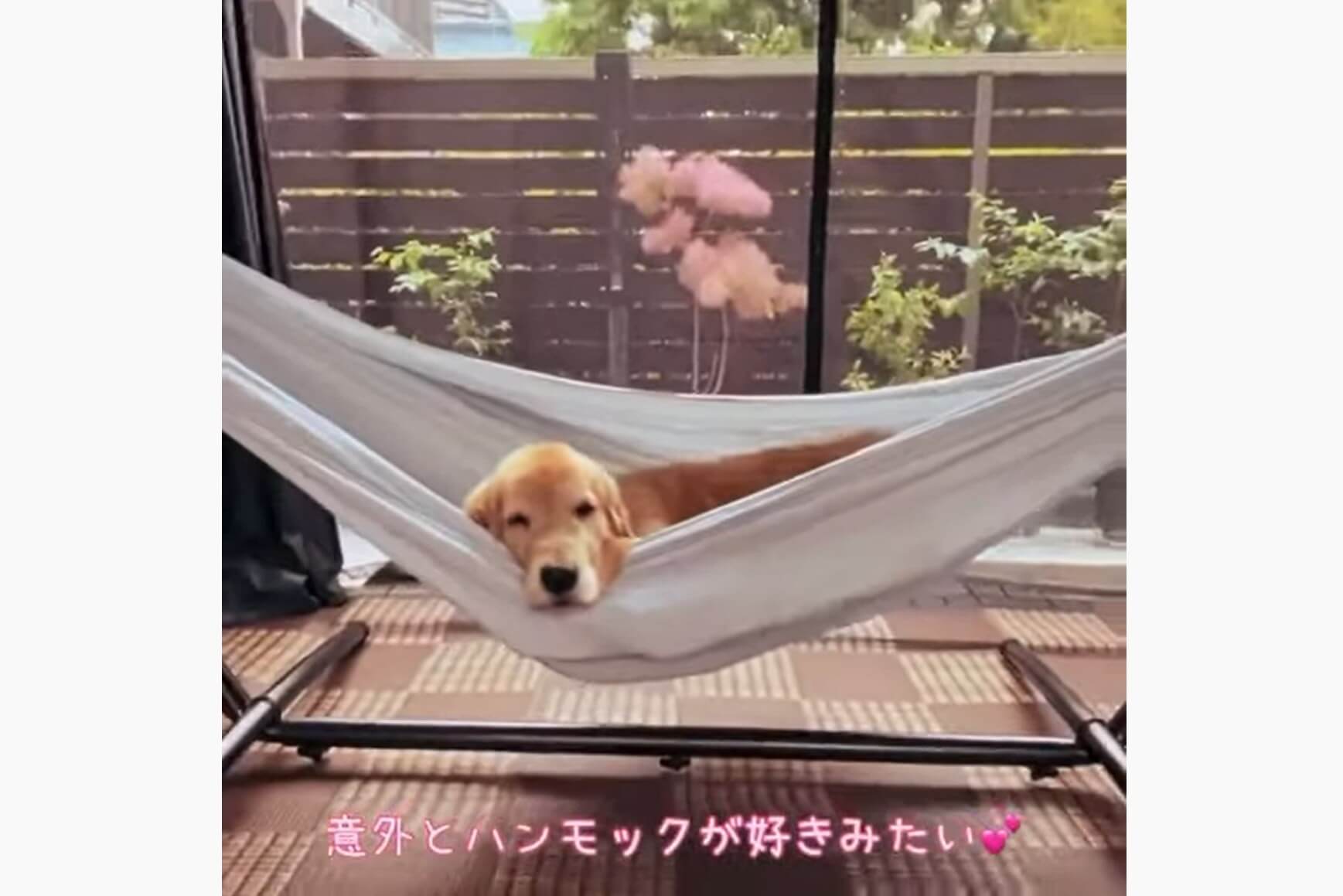 ゴールデンレトリーバー,動画