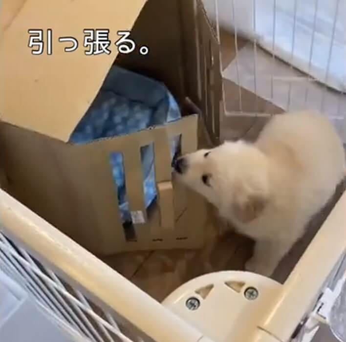 ゴールデンレトリーバー,動画