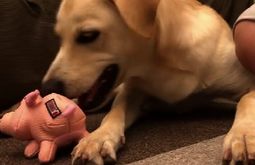 ラブラドールレトリーバー,動画