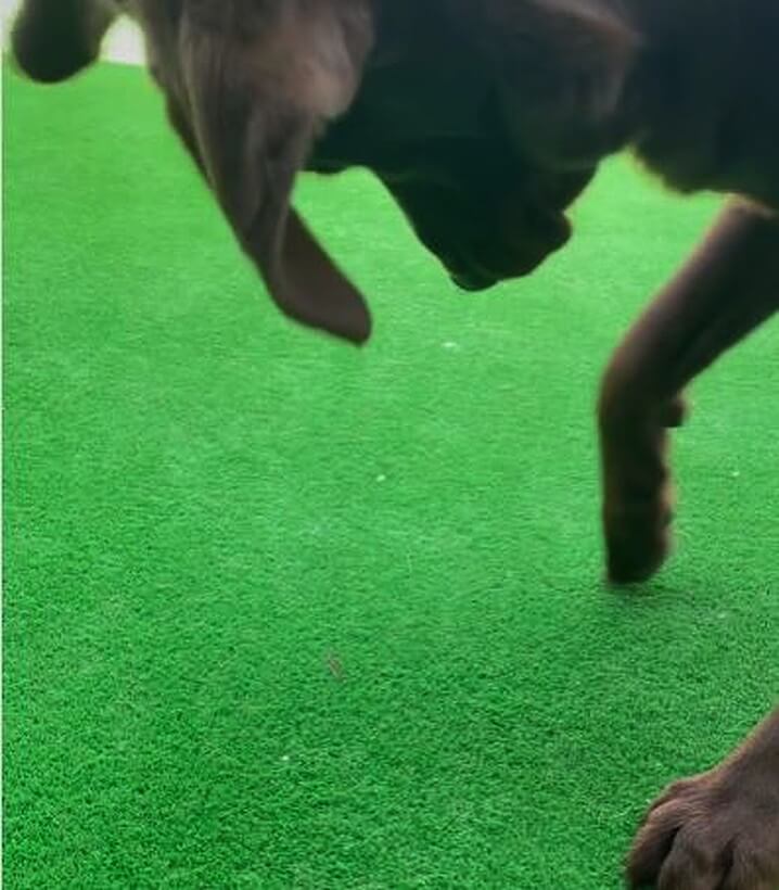 ラブラドールレトリーバー,動画