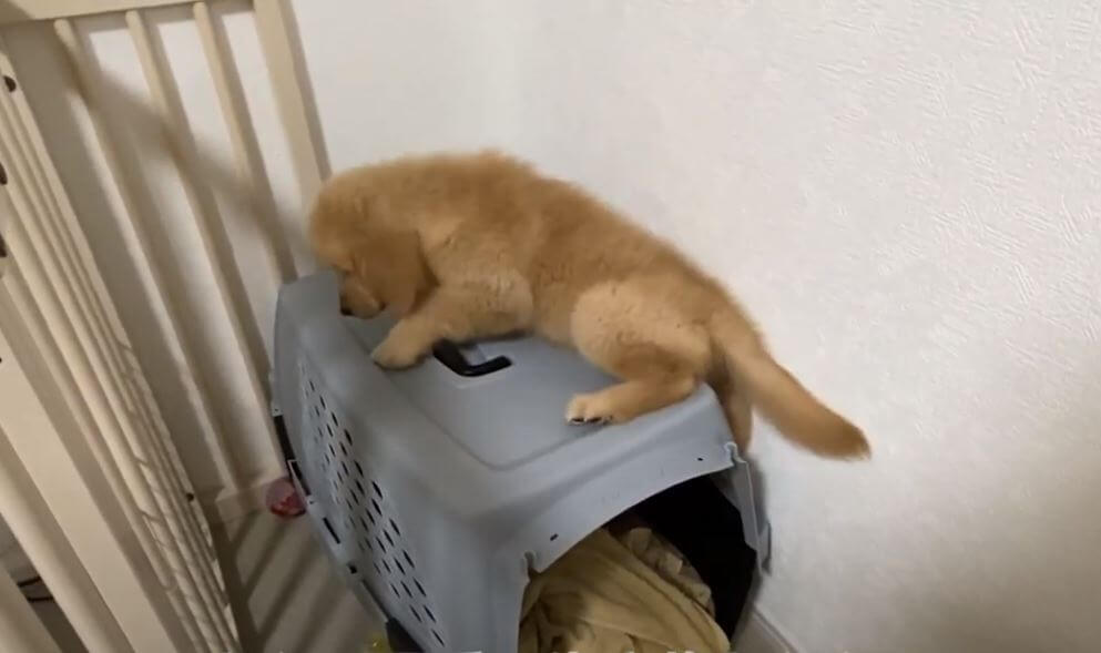 ゴールデンレトリーバー,動画