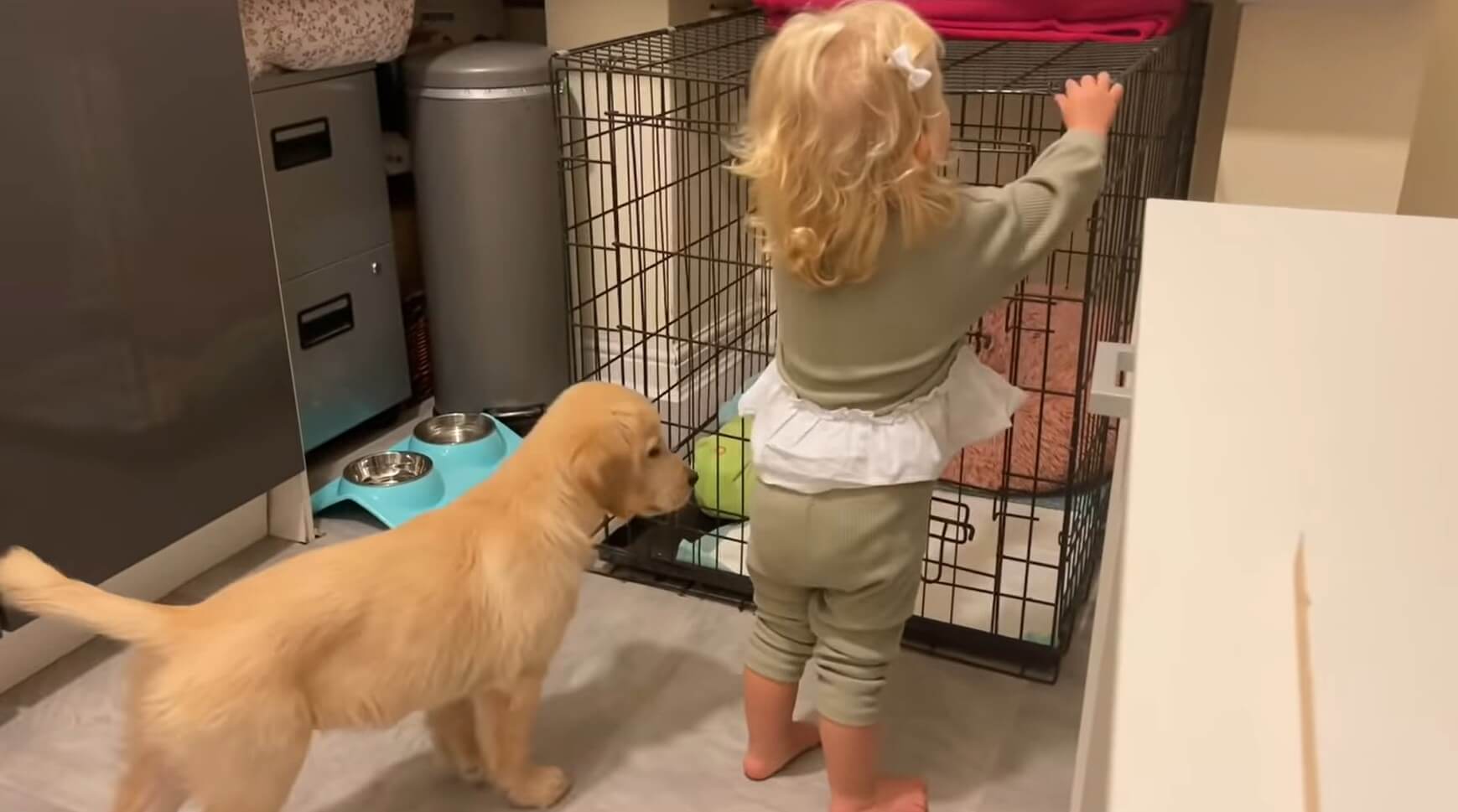 ゴールデンレトリーバー,動画