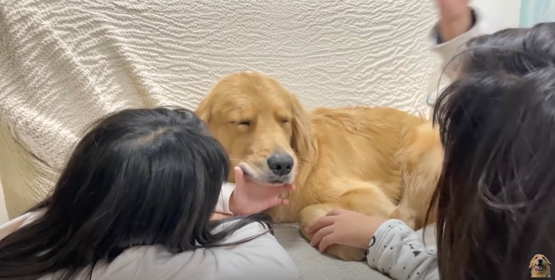 ゴールデンレトリーバー,動画