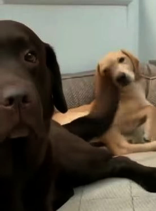 ラブラドールレトリーバー,動画