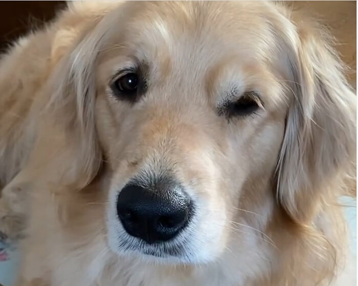 ゴールデンレトリーバー,動画