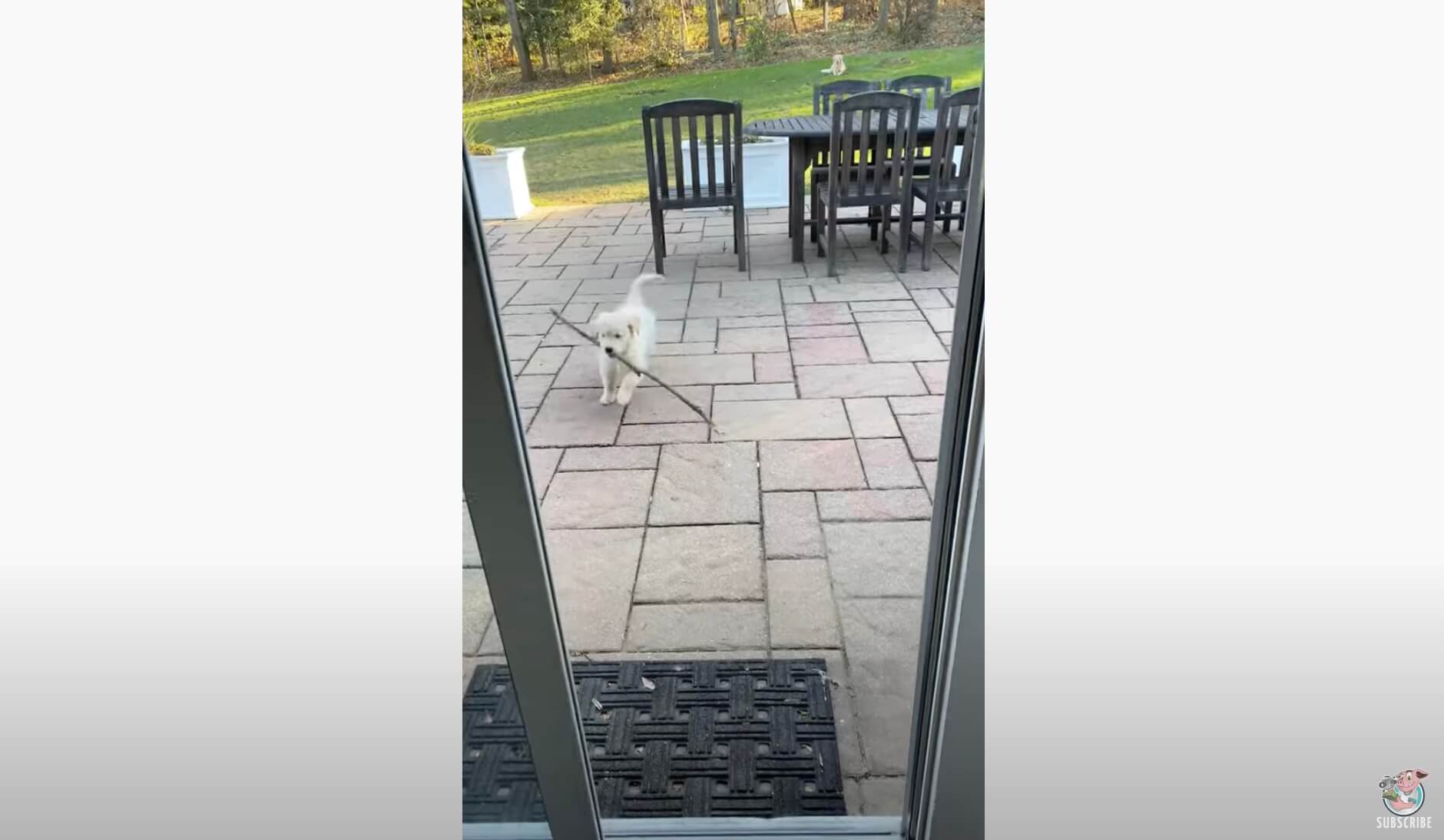 ゴールデンレトリーバー,動画