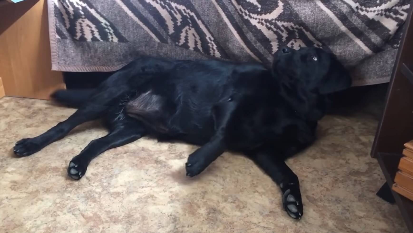 ラブラドールレトリーバー,動画