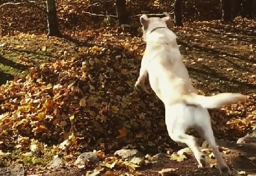 ラブラドールレトリーバー,動画