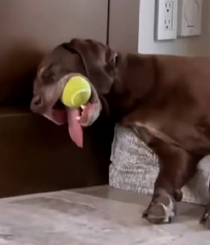 ラブラドールレトリーバー,動画