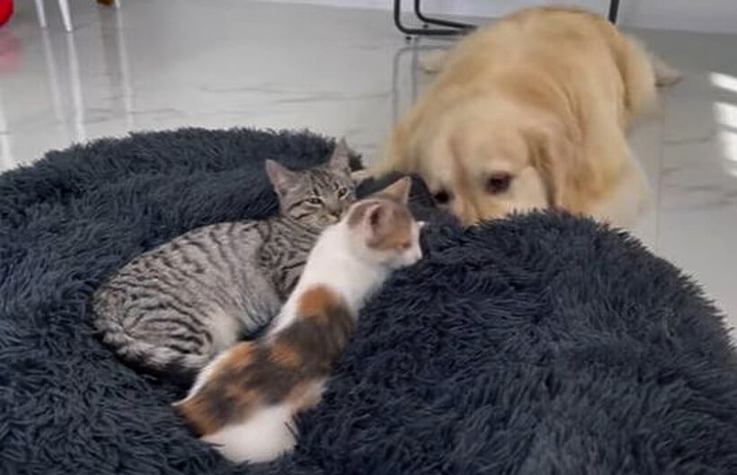 ゴールデンレトリーバー,動画