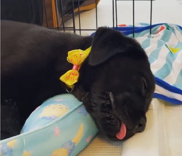 ラブラドールレトリーバー,動画