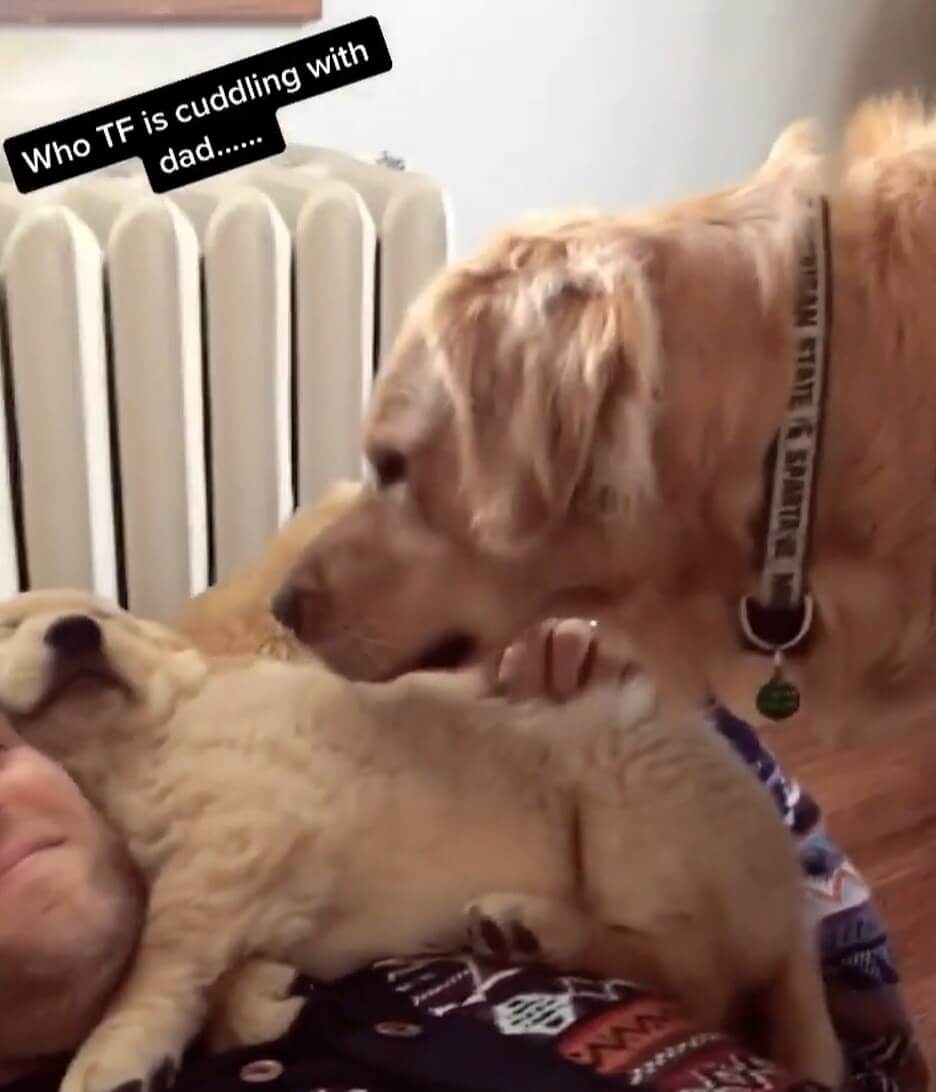 ゴールデンレトリーバー,動画