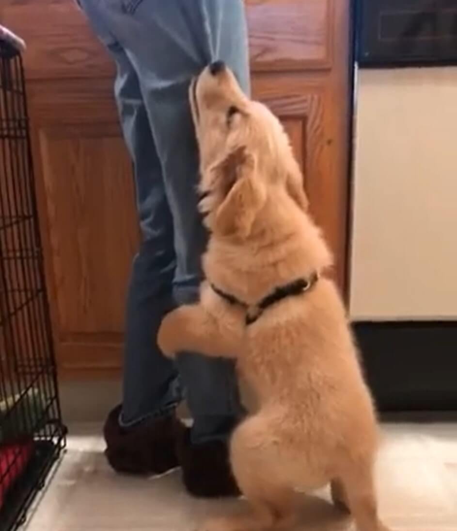 ゴールデンレトリーバー,動画