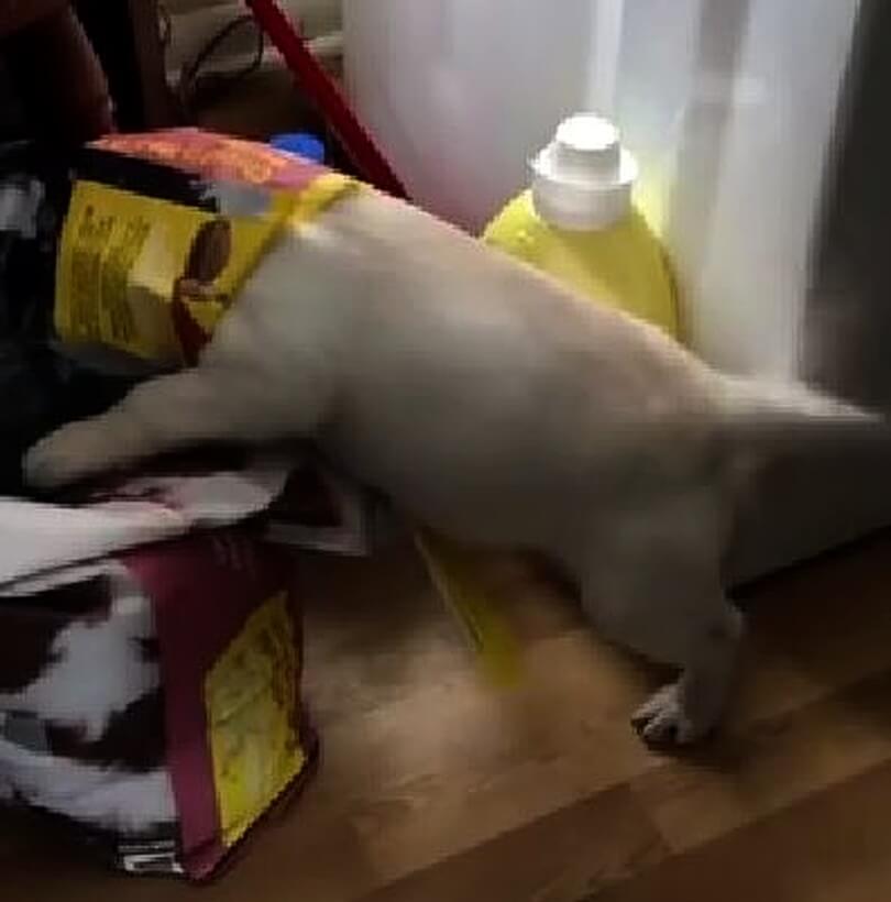 ラブラドールレトリーバー,動画