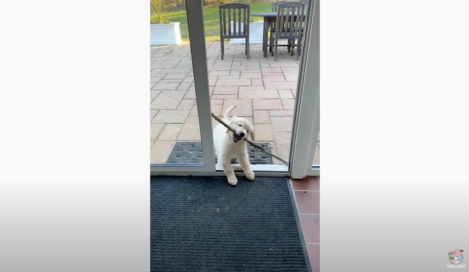 ゴールデンレトリーバー,動画