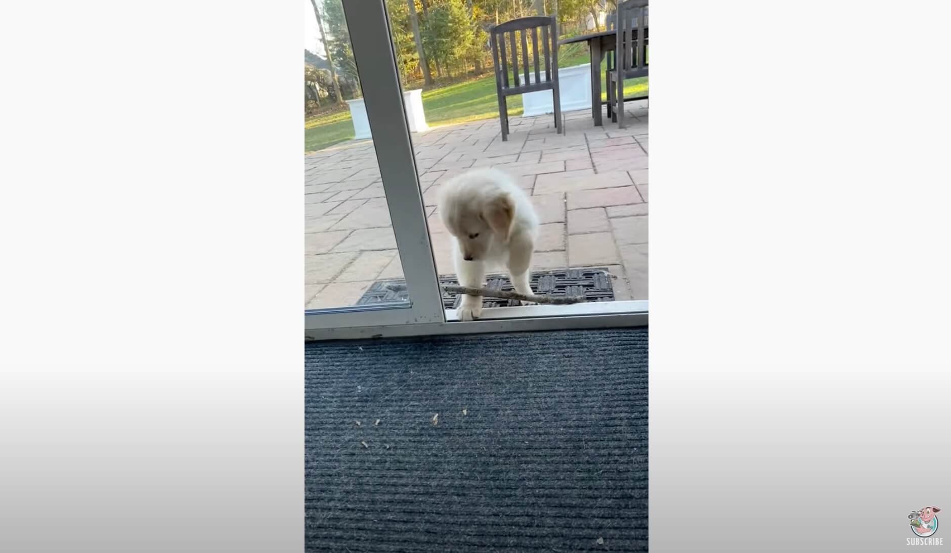 ゴールデンレトリーバー,動画