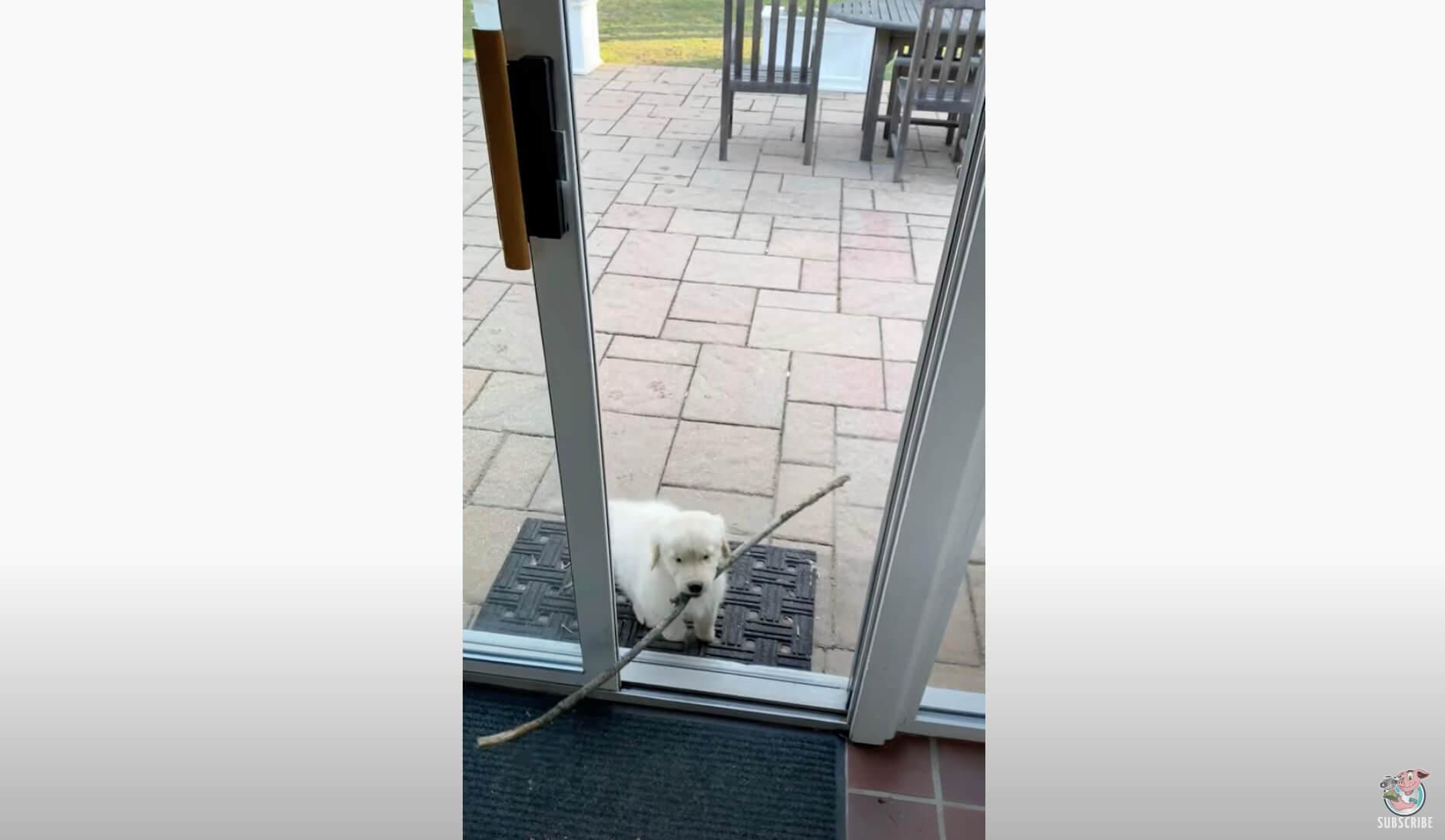 ゴールデンレトリーバー,動画