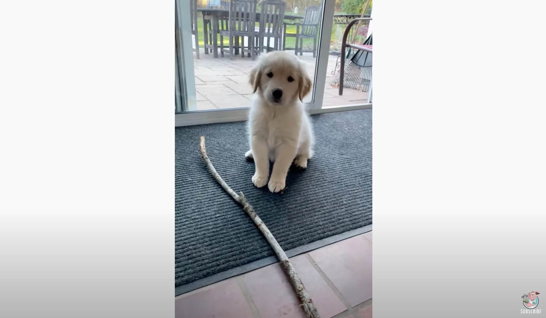 ゴールデンレトリーバー,動画