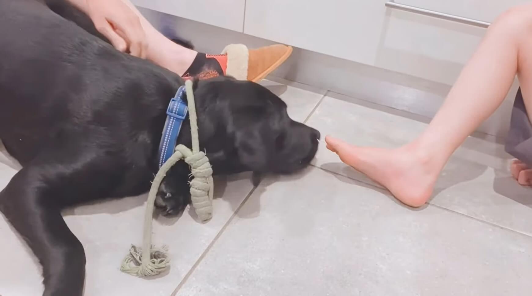 ラブラドールレトリーバー,動画