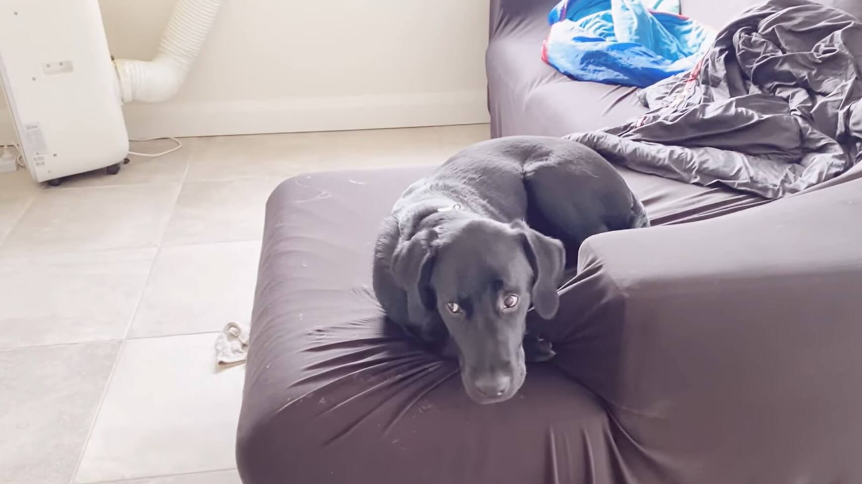 ラブラドールレトリーバー,動画