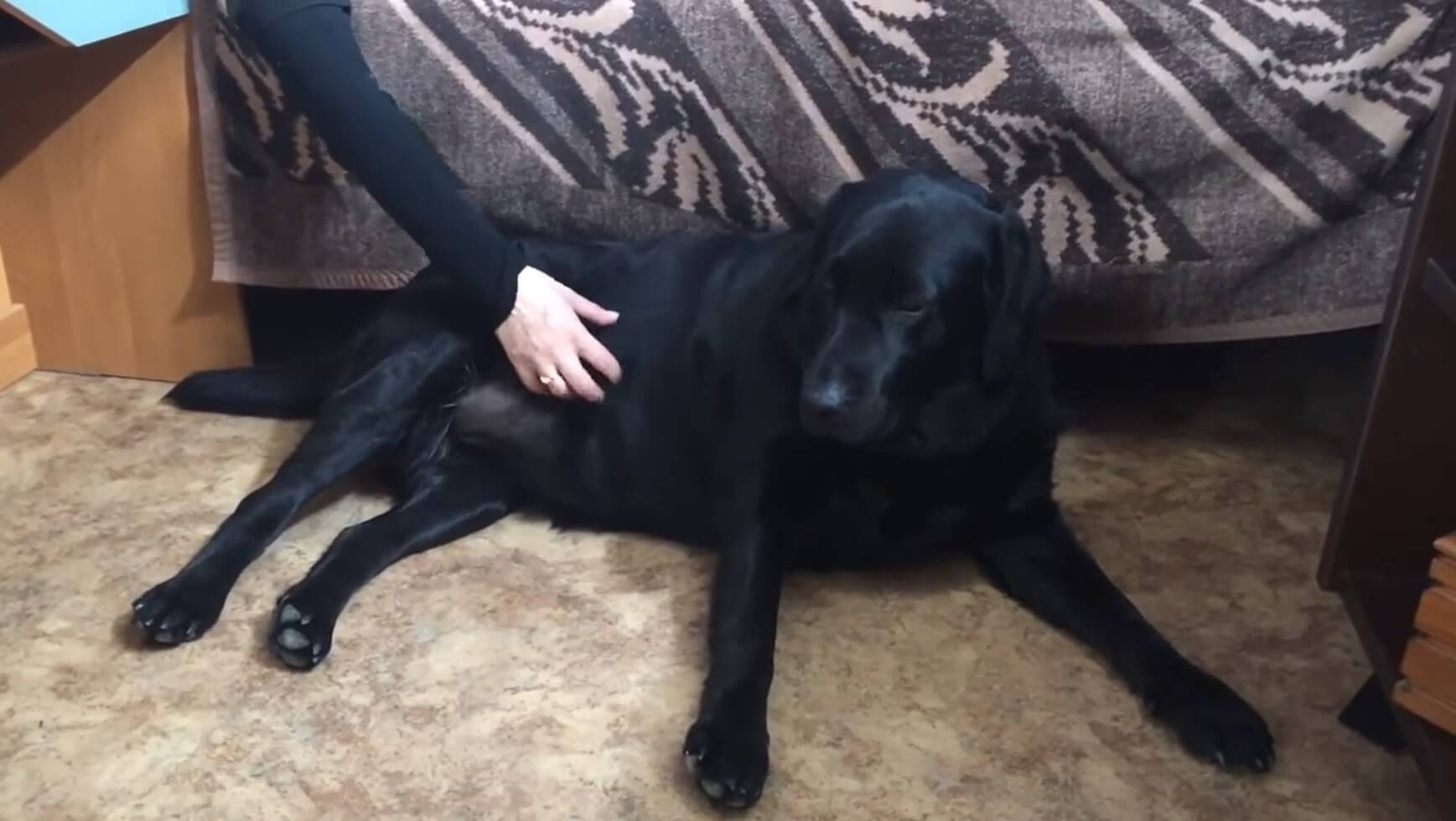 ラブラドールレトリーバー,動画