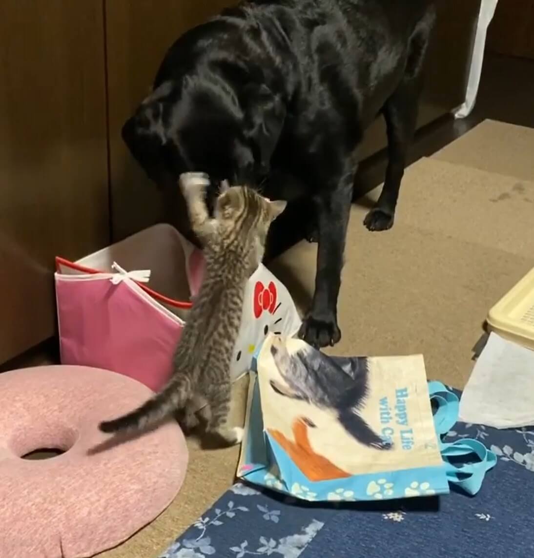 ラブラドールレトリーバー,動画