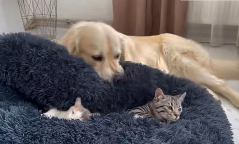 ゴールデンレトリーバー,動画