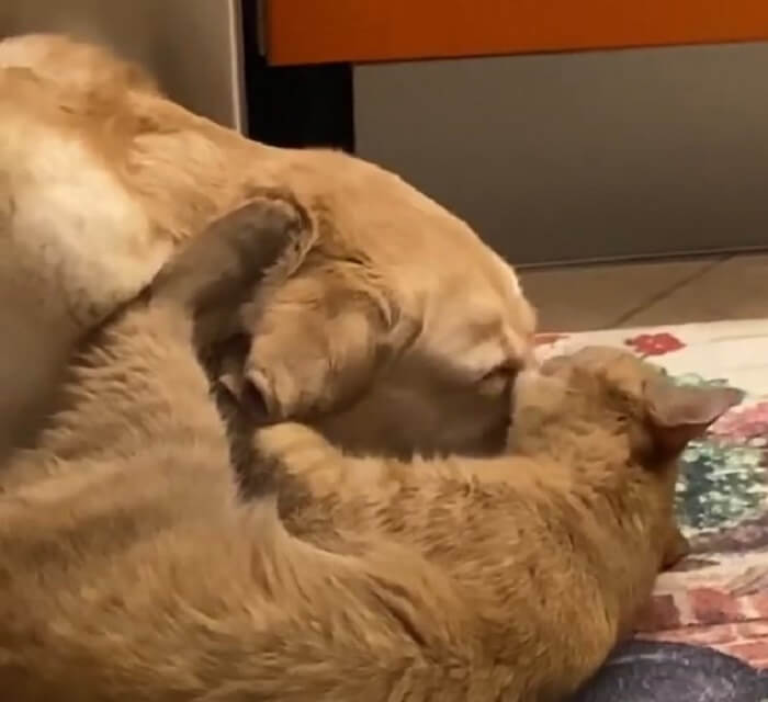 ラブラドールレトリーバー,動画