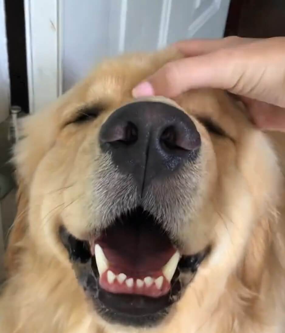 ゴールデンレトリーバー,動画