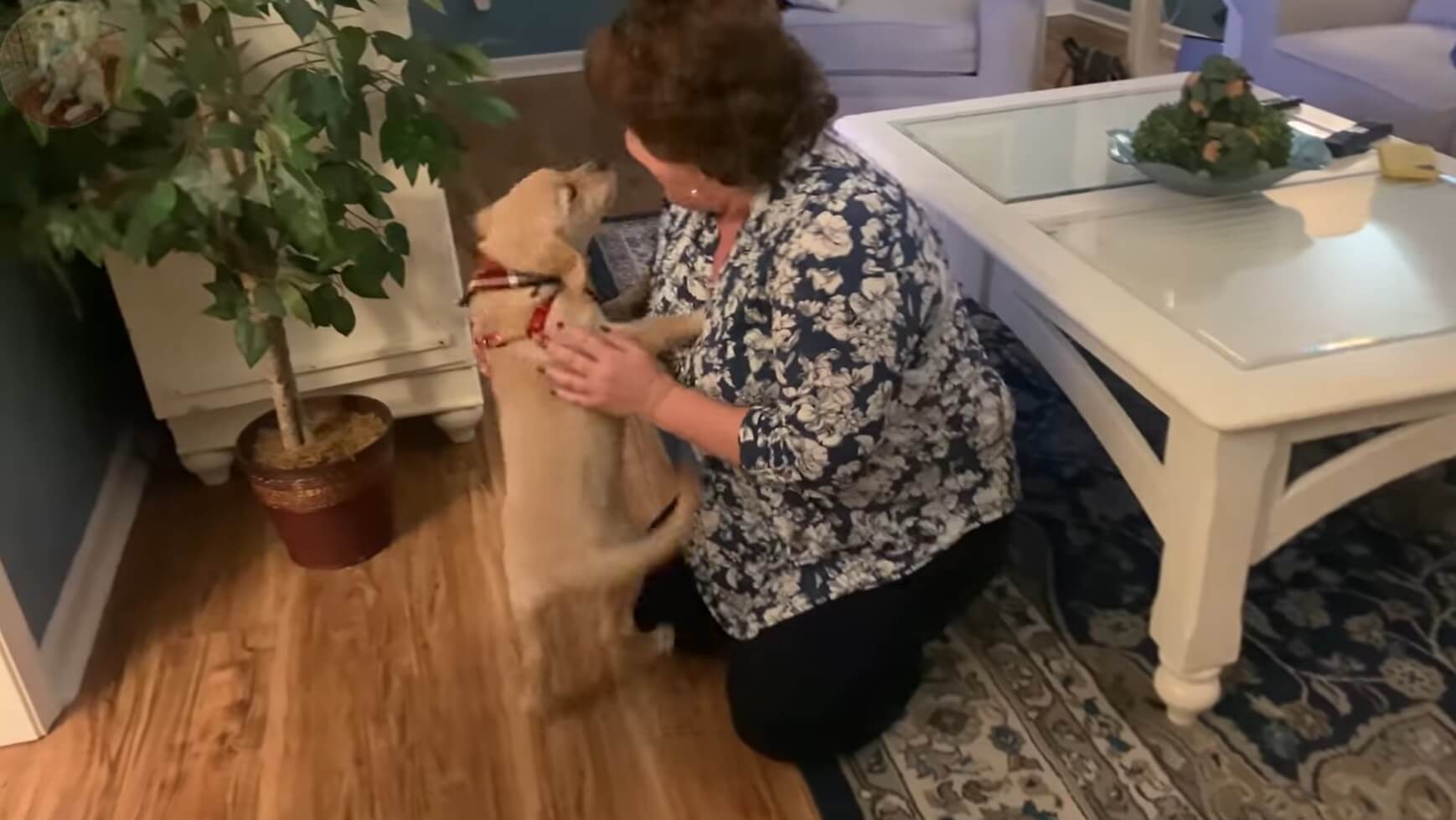 ゴールデンレトリーバー,動画