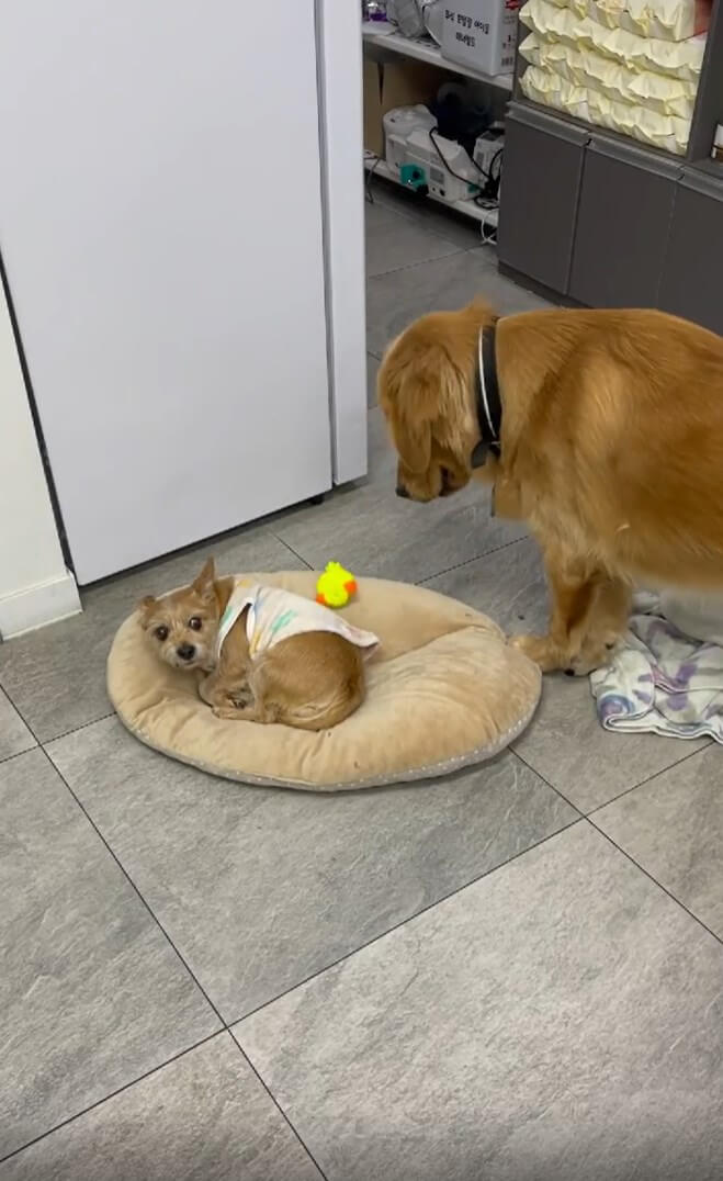 ゴールデンレトリーバー,動画