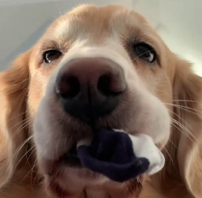 ゴールデンレトリーバー,動画