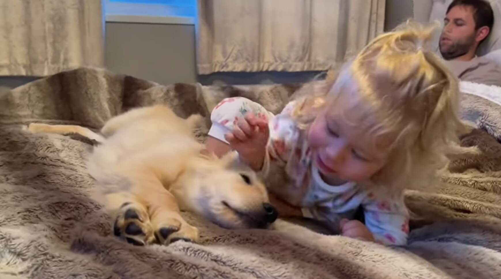 ゴールデンレトリーバー,動画