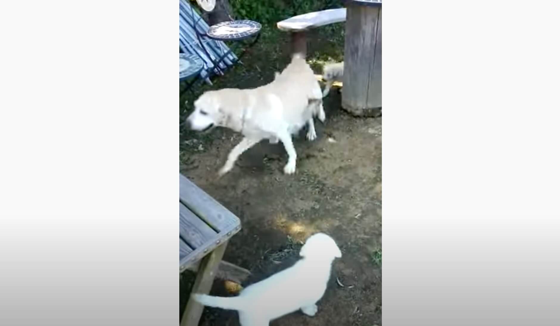 ラブラドールレトリーバー,動画