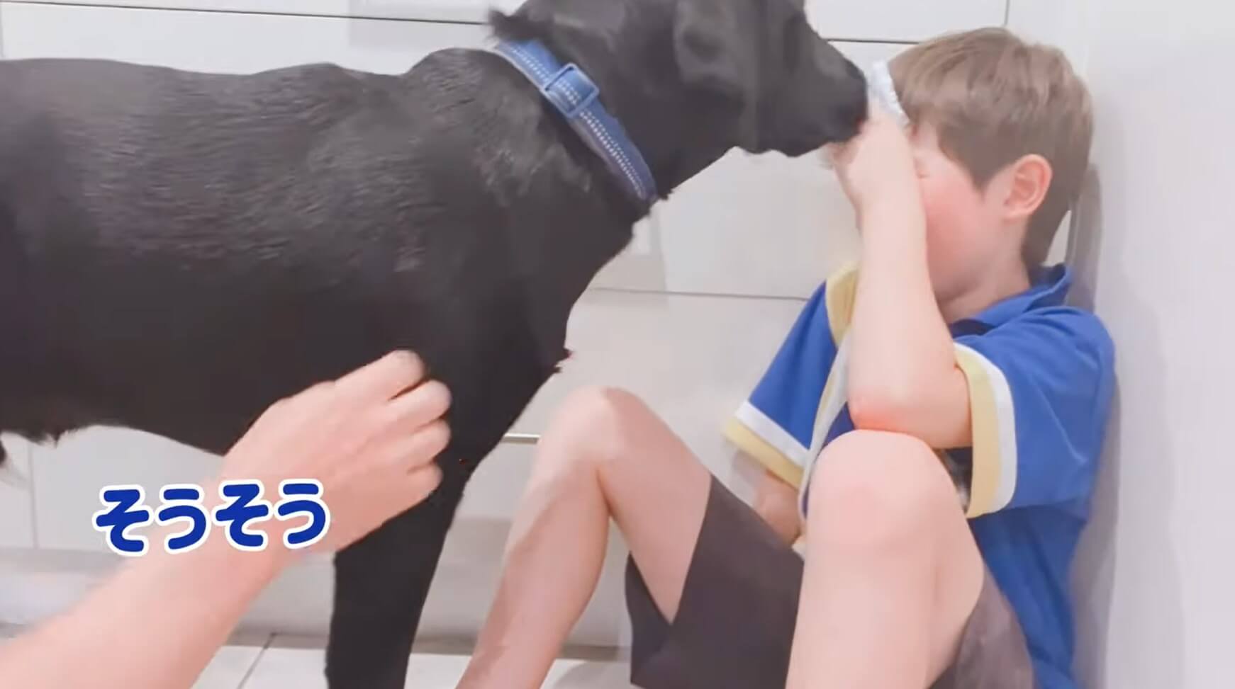 ラブラドールレトリーバー,動画