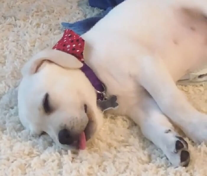 ラブラドールレトリーバー,動画